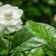 Jasmine sambac: variedades, selección, cultivo, reproducción