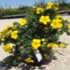 Yellow Potentilla: varieties, planting and care