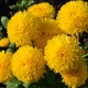 Gelbe Chrysanthemen: Sortenbeschreibung und Landtechnik