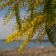 Acacia plateada: descripción y cultivo.