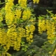 Acacia jaune: description, reproduction et secrets de culture