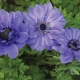 Terry anemone: popular varieties, planting and care rules