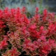 Barberry Thunberg Admiration: description, planting and care