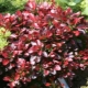 Barberry Thunberg Bagatelle: description, planting and care