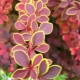 Barberry Thunberg Golden ring: description, planting and care