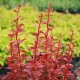 Crespino Thunberg Rucola rossa: descrizione, semina, cura e riproduzione