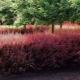Barberry Thunberg Rose Glow: description, planting, care and reproduction