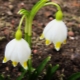Weiße Frühlingsblume: Beschreibung, Pflanz- und Pflegeregeln