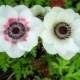 Witte anemonen: een overzicht van rassen en teelt