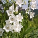 Weiße Glocken: Sorten, Pflanzen und Pflege