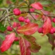 European spindle tree: description, varieties and cultivation