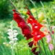 Ziekten en plagen van gladiolen: beschrijving en bestrijdingsmethoden