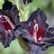 Black varieties of gladioli