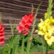 What to do to make gladioli blossom faster?