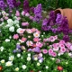 Blumen für den Garten, die den ganzen Sommer blühen