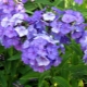 Phlox Blue Paradise: description, planting, care and reproduction