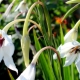 Gladiolus Muriel: Beschreibung, Pflanzung und Pflege