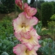Gladiolus Priscilla: Beschreibung, Pflanzung und Pflege