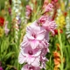 Gladioli na de bloei: hoe te verzorgen en wat nu te doen?