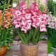 Gladiolen in Töpfen: Sorten, Pflanzen und Pflege