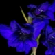 Blaue und blaue Gladiolensorten