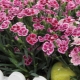 康乃馨粉红之吻：描述、种植、护理和繁殖