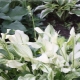 Pluma Hosta White: descripción, recomendaciones para el cultivo y la reproducción.