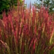 Imperata: varieties, planting and care