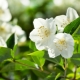 How to propagate jasmine?