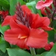 Canna: description, varieties, planting and care