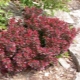 Dwarf barberry: description and varieties, planting and care