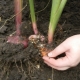 Wann Gladiolen ausgraben und wie man sie lagert?