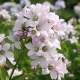Clopot cu flori de lapte: descriere, plantare și îngrijire