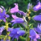 Breitblättrige Glockenblume: Beschreibung, Anbau und Zucht