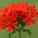 Rode soorten en variëteiten van lychnis: beschrijving, planten en verzorgen