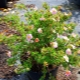 Schönes rosa Fingerkraut: Beschreibung, Pflanzung, Pflege und Fortpflanzung
