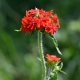 Lychnis: description and varieties, planting and care