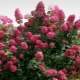 The best varieties of hydrangea paniculata