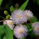 Mimose schüchtern: Beschreibung, Pflanzung und Pflege