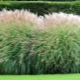 Miscanthus: varieties, planting and care