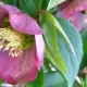Eastern hellebore: description and varieties, planting and care