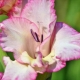 Gladiolen bloeien niet: oorzaken en methoden voor hun eliminatie