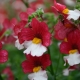Nemesia: description and varieties, planting and care