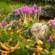 زعفران الخريف: أنواع وخصائص الزراعة