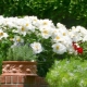 Beliebte weiße Gartenblumen