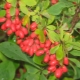 Planting and caring for barberry
