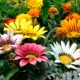 在空地和家中种植和照顾杂色菊（gazania）