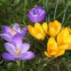 Planting and caring for crocuses