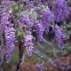 在俄罗斯中部种植紫藤的规则