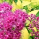Spirea in Siberia: planting and care